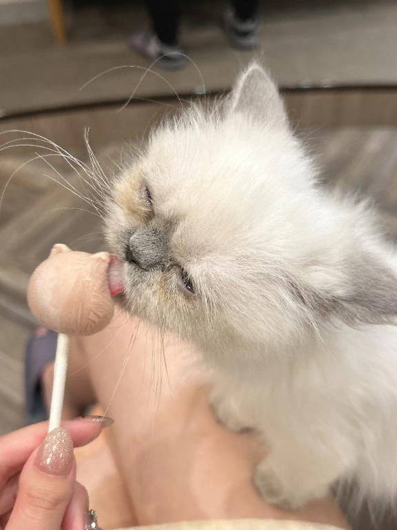 にゃん🐱