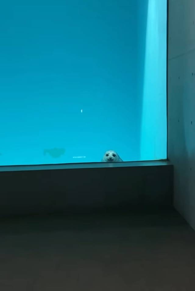 ひょっこり♡