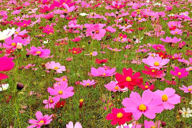 🥀〜✿⁠ ⁠❦お知らせ🥀〜✿⁠ ⁠❦