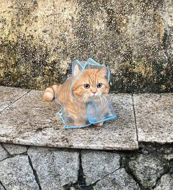 今度こそ！