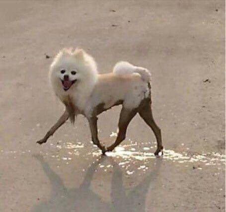 おきゅ?