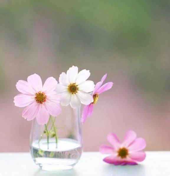 好きな秋の花♡