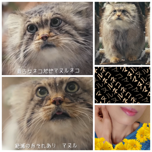 マヌってマス