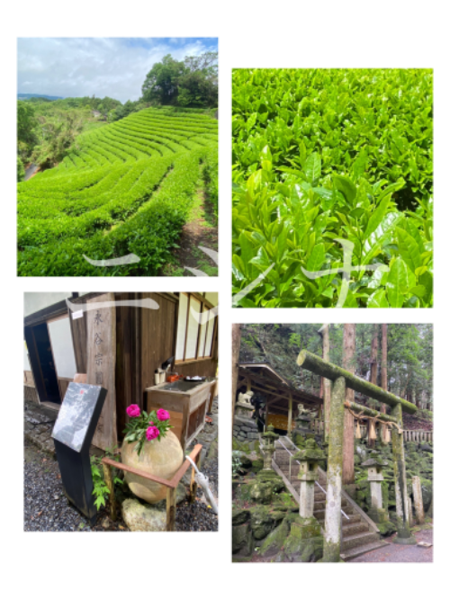 茶畑と海。