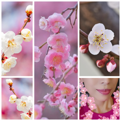 ハスミ（東京★出張マッサージ委員会Z）