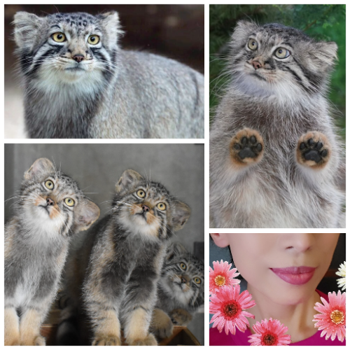 猫の日推しネコ