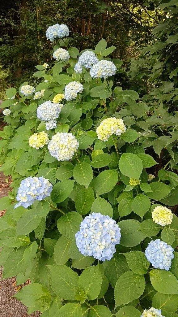 本日お休みします