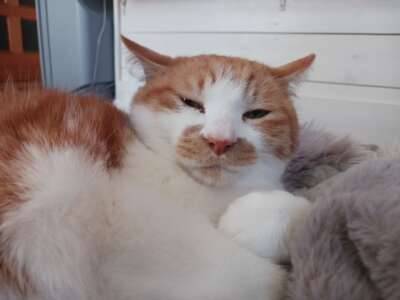 お休みします！