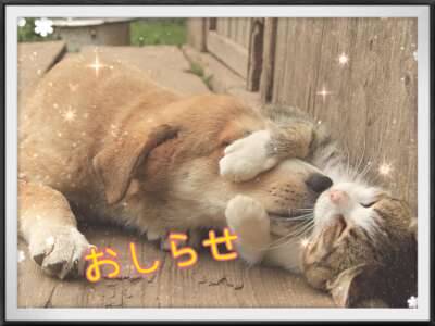 ｡･ﾟ･(ﾉ∀`)･ﾟ･｡