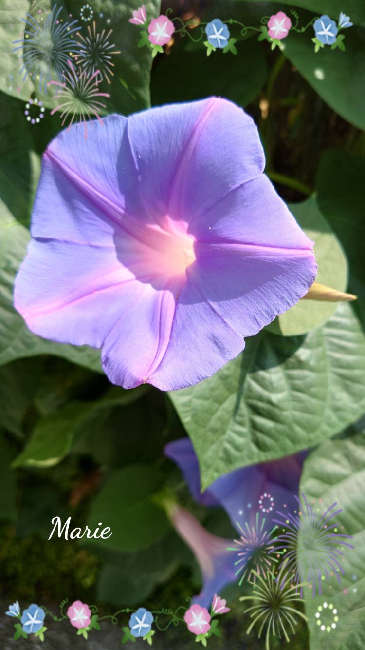 ☆暑中お見舞い申し上げます