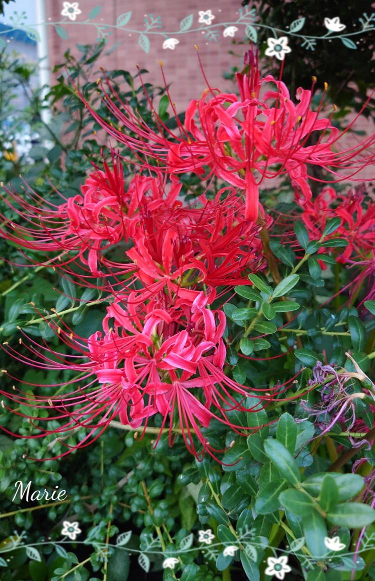 ☆曼珠沙華