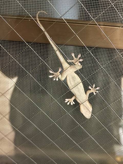 可愛いお客さん