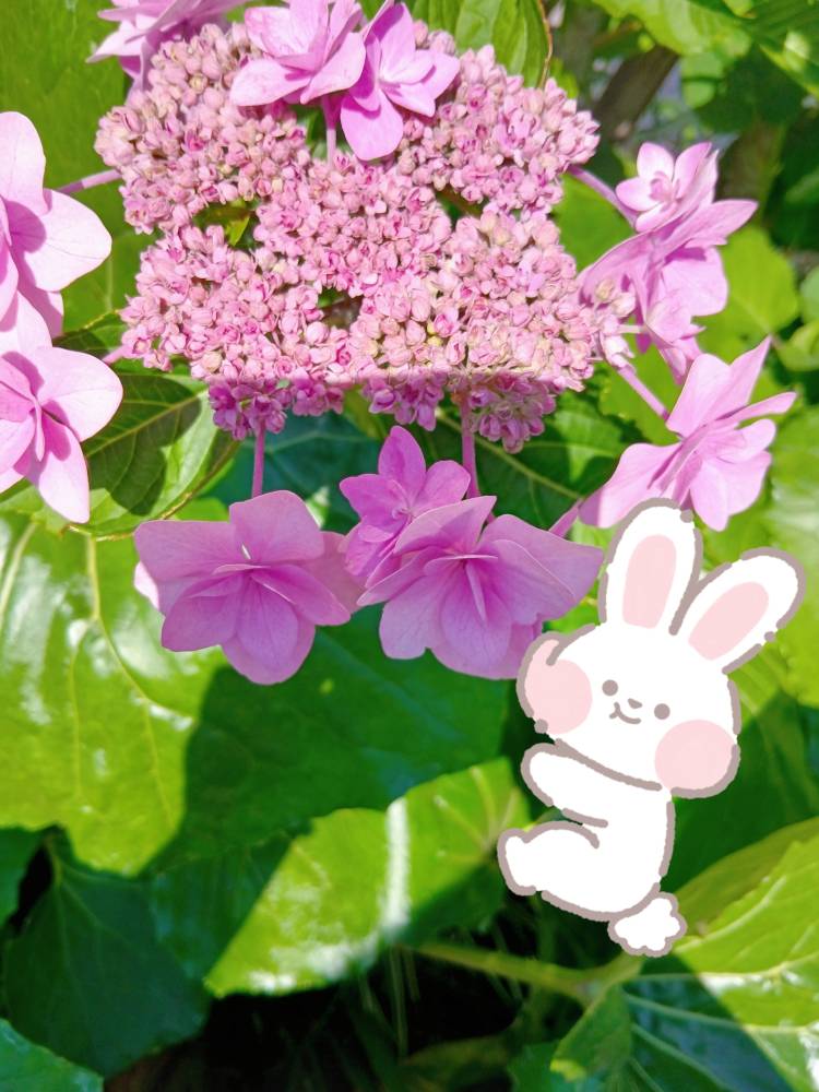 蒸し暑いですね