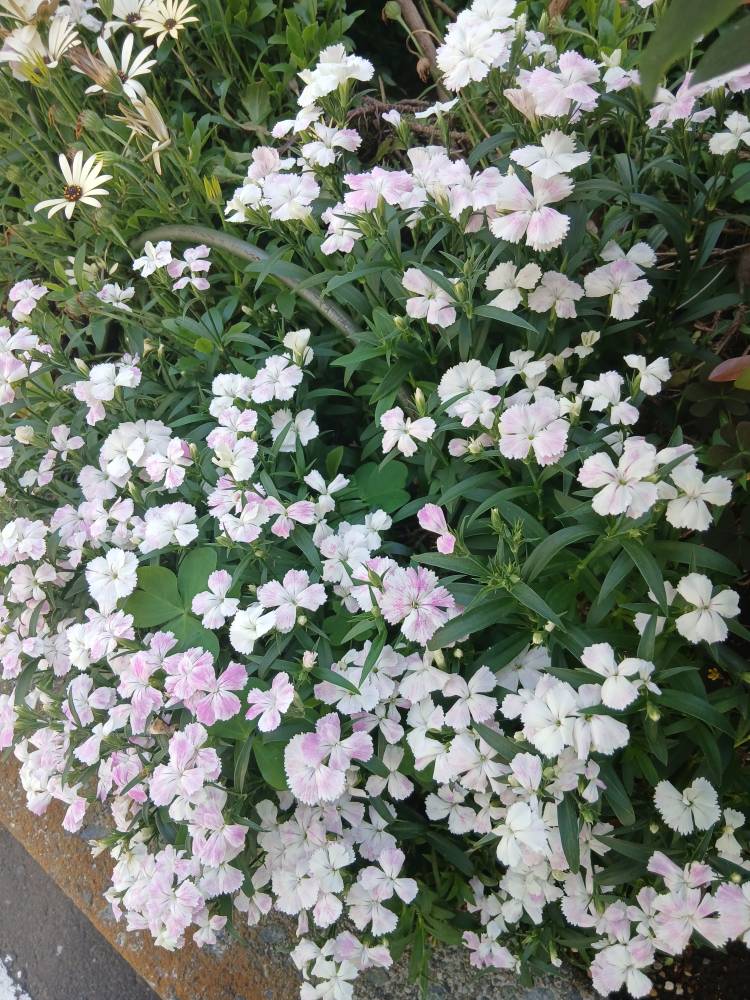 おはようございます(*^^*)