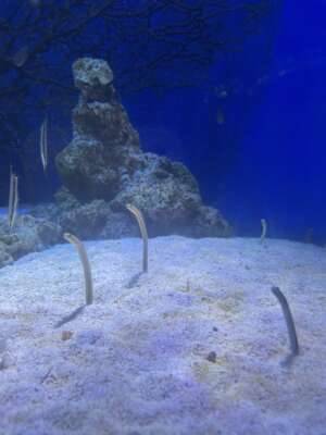 ありがとうございました?