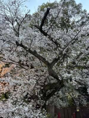お花見?