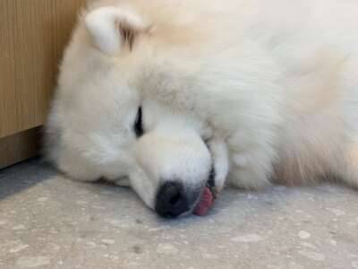 何犬でしょうか！