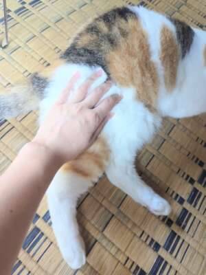 20日から再開