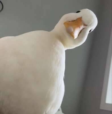 はちがつ?