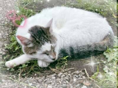 ねこちゃん！！?( ?? ?? ? ??)にゃ