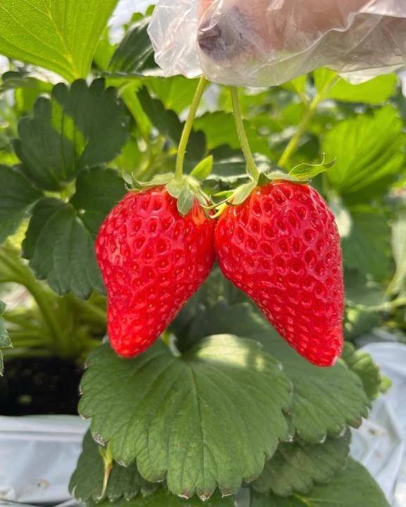 あおい（学園collection）