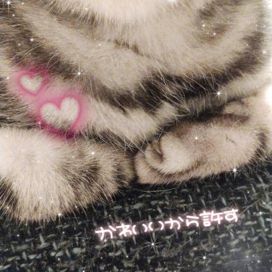 なんでも許せる🐱