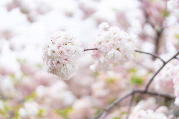 ありがとうございました🌸