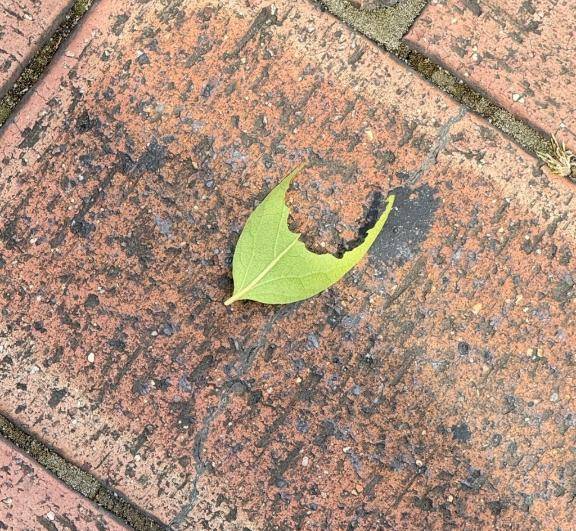 夏のお届けもの🍃