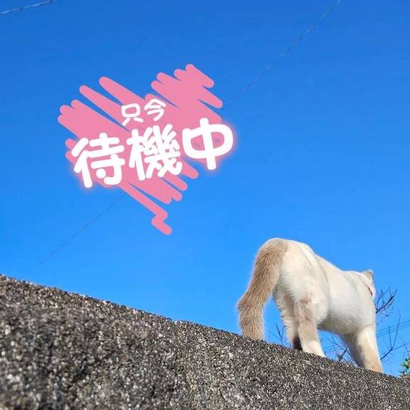 にゃんこのお尻🐱