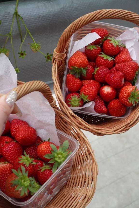 いちご狩り🍓