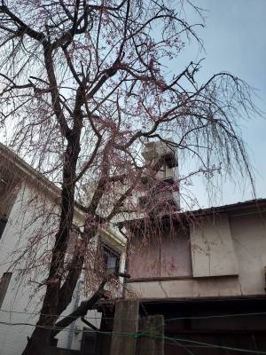 廃墟のしだれ桜、美しい、、、