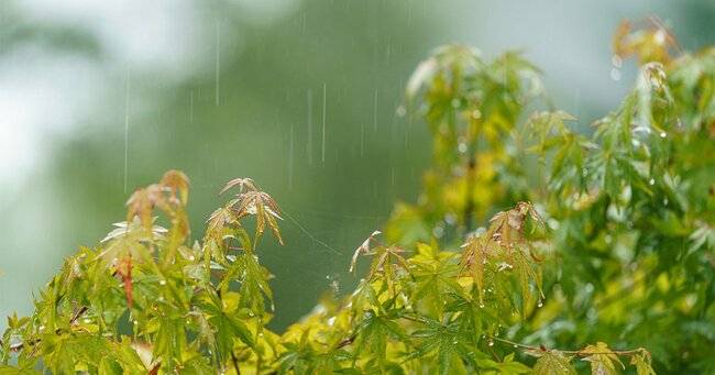 冷たい雨