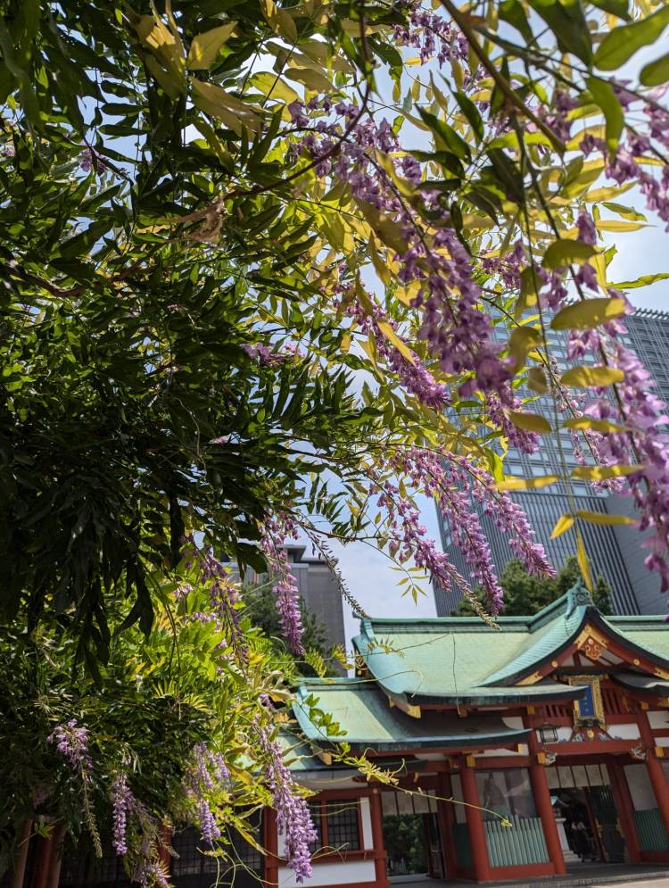 こんばんは(*´∀｀*)