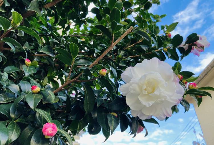 さくら出勤致しました