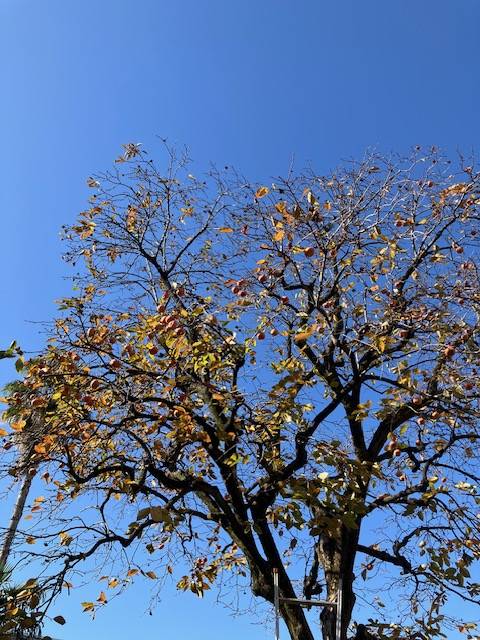 朝から柿の収穫