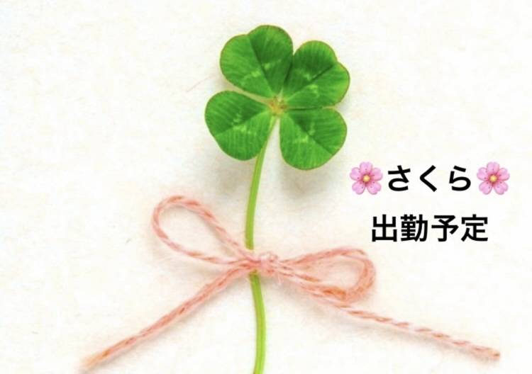 さくら来週のシフトです