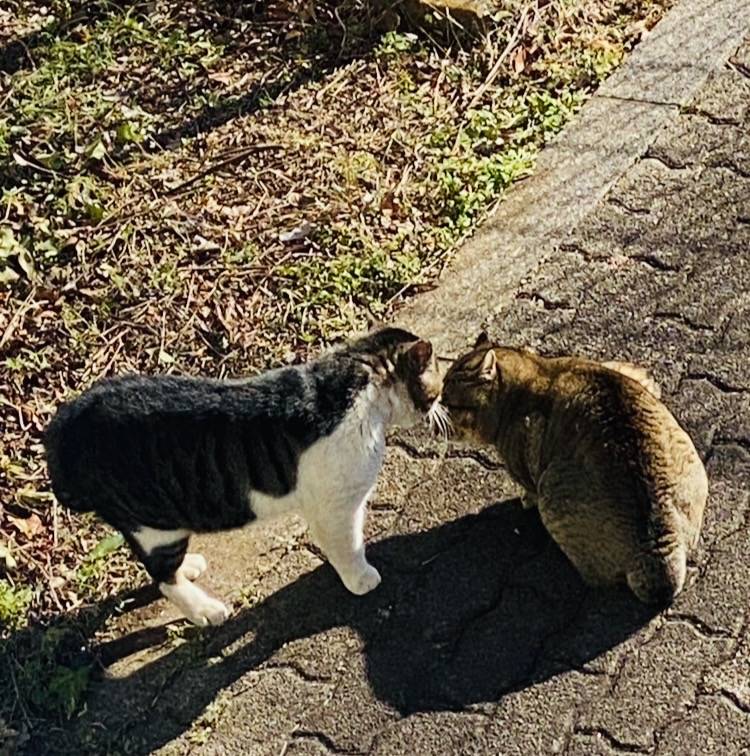 三連休の中日は猫の日