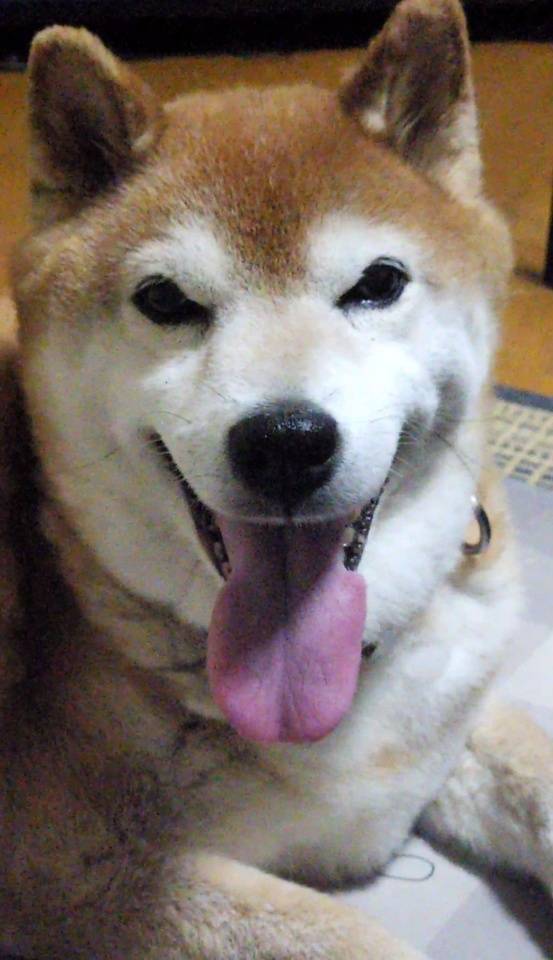 しゅきん！