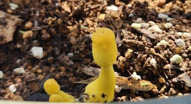 見た人は幸せになれます