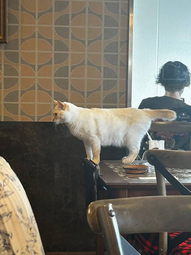 🐾ぬくもり不足、補充しにきて?