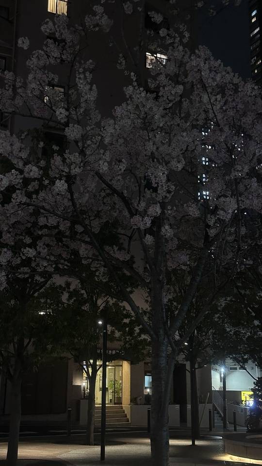 冬終わっちゃった🌸