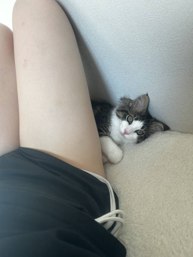 はちです