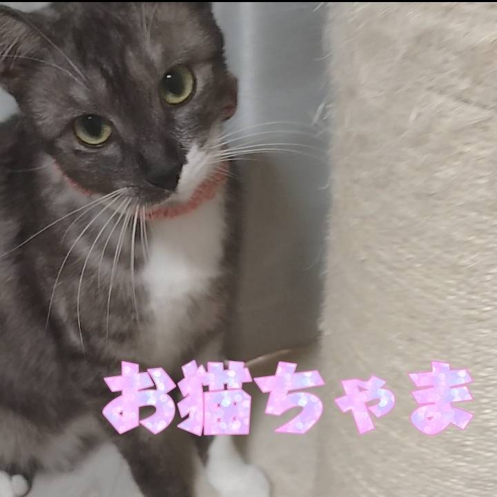 お猫ちゃま1歳!