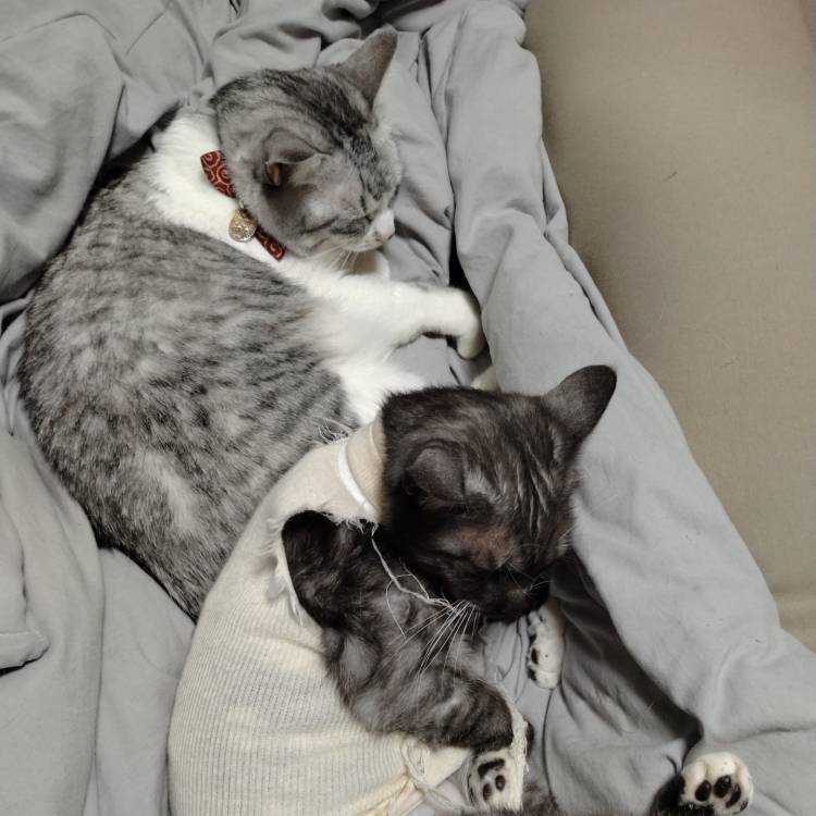 にゃんにゃんにゃん