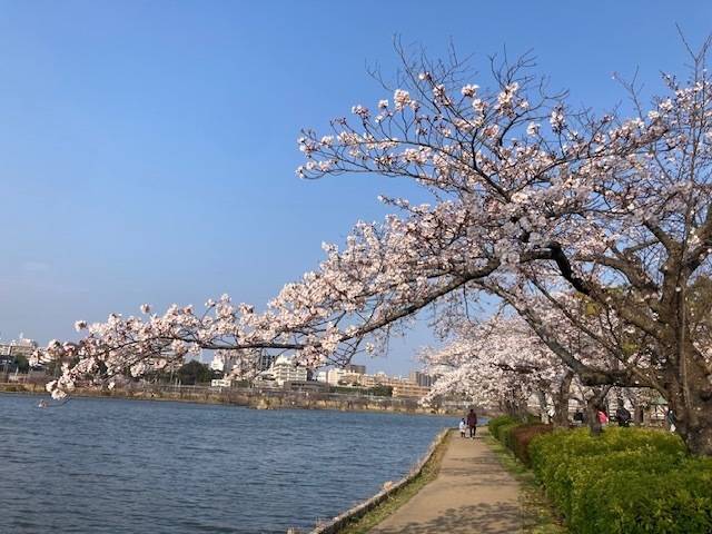 桜祭り☆