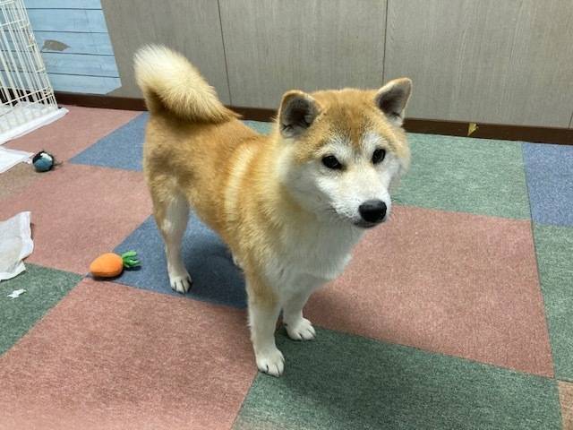 あらし部長☆
