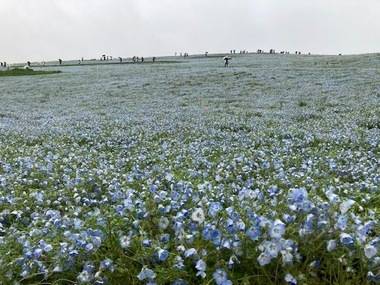 ひたち海浜公園☆