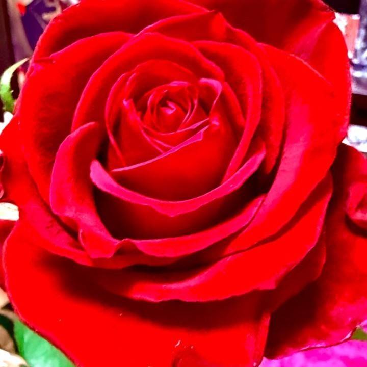薔薇は添えるだけ