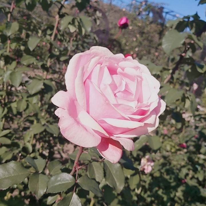 お花?