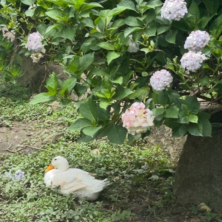 紫陽花の下の住人